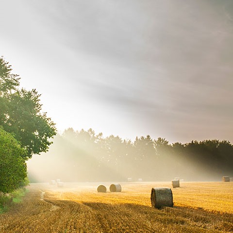 HARVESTING